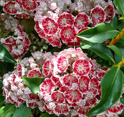 Minuet Mountain Laurel