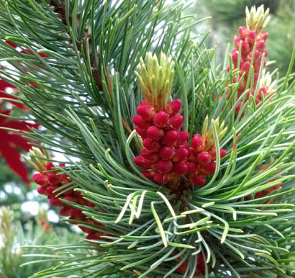 Bergman Japanese White Pine Male Cones