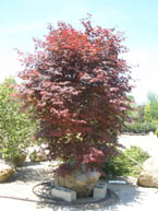 8-10' Bloodgood Japanese Maple