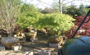 4-5' Green Threadleaf Japanese Maple