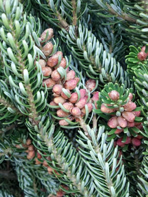 Male Cones