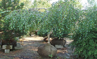 3-3.5 inch Young's Weeping Birch