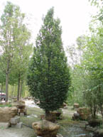 3-3.5 inch Pyramidal European Hornbeam