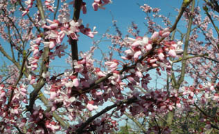 Eastern Redbud
