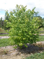 Kousa Dogwood