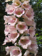 Camelot Rose Foxglove