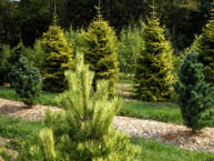 Specimen Evergreens