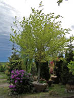 5-5.5 inch American Beech