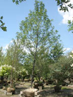 3.5-4 inch Skyline Honeylocust