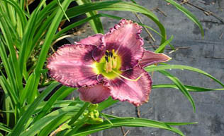 Druids Chant Daylily