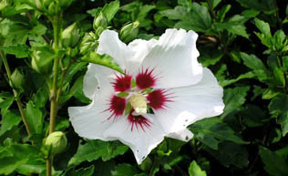 Hibiscus syriacus Red Heart