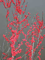 Winterberry