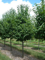 Japanese Tree Lilac