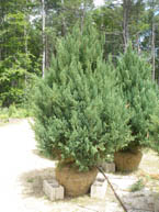 Blue Point Juniper