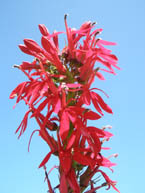 Cardinal Flower