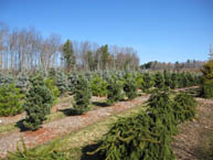 Loudon Evergreen Field