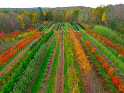 Loudon Field