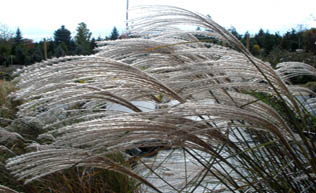 Silver Maiden Grass