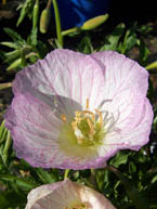 Siskiyou Evening Primrose