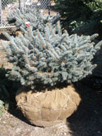 Compact Globe Blue Spruce