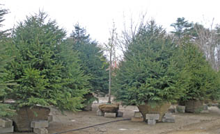 14-16' Hvy Norway Spruce