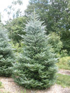 Horstmann's Silberlocke Korean Fir