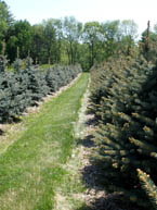 Blue Spruce Rows