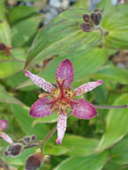 Toad Lily