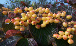 Michael Dodge Viburnum