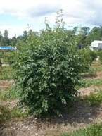 Blackhaw Viburnum