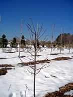 After Pruning Crabapple