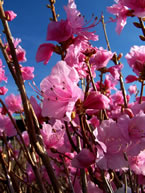 Cornell Pink Azalea