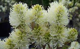 Dwarf Fothergilla