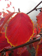 Diane Witchhazel